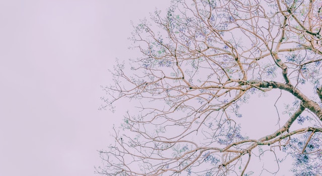 Take Some Branches.