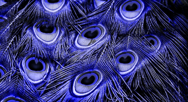 Peacock Decoration Ideas