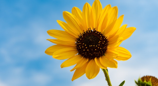The Sunflower's Brief History And Significance