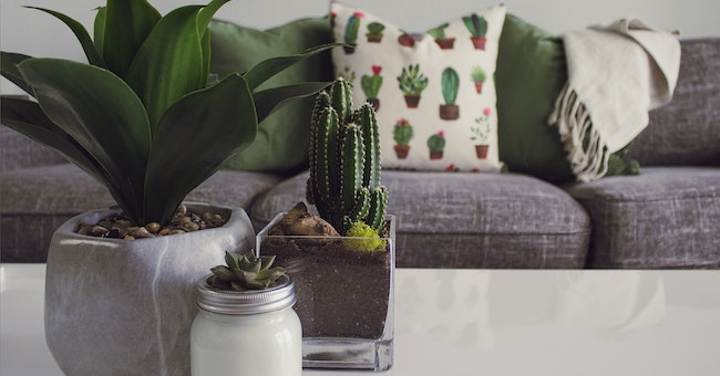 How Can Pot Decoration Enhance the Appearance of Your Plants?
