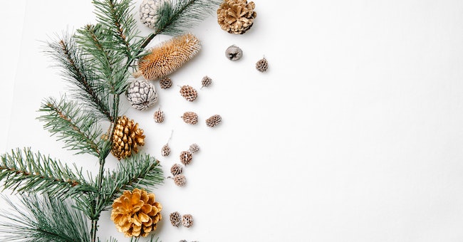 Pine Cones are Important in the Natural World.