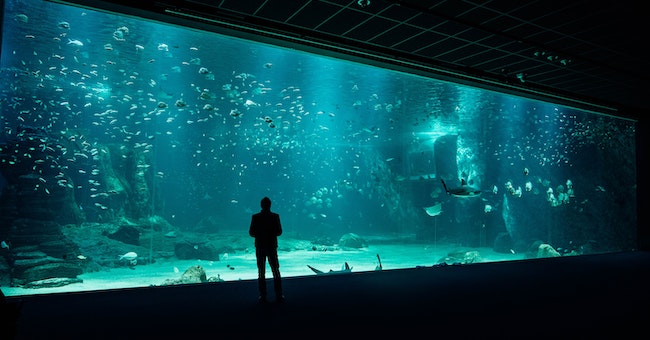 55-Gallon Fish Tank Decoration Ideas