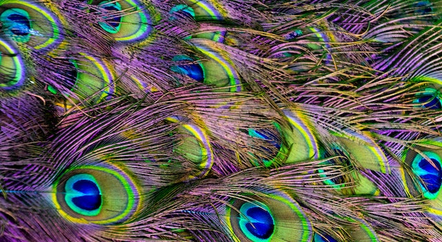 Incorporating Peacock Colors In Interior Design