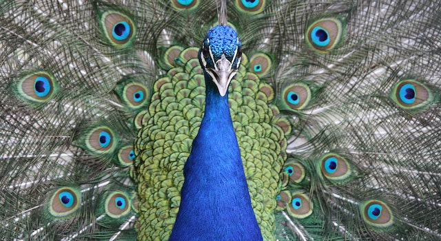 Why Are Peacock Decorations a Popular Option?