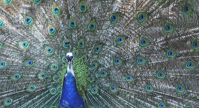 Peacock Decoration Ideas To Inspire Your Space