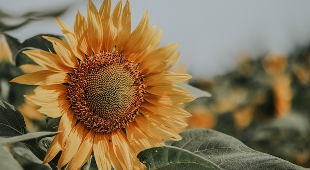 Sunflower Decor For Different Rooms