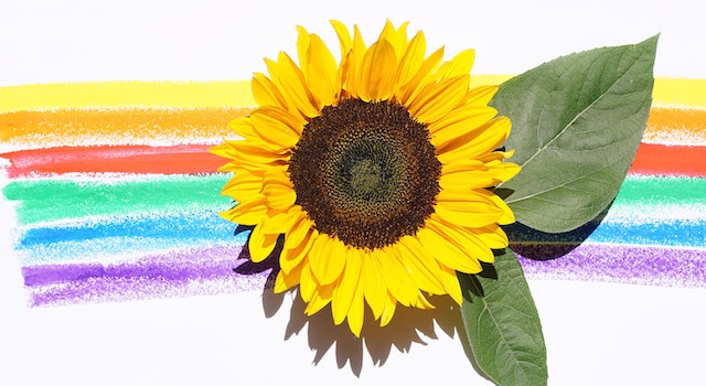 The Reason Why Sunflowers Are An Excellent Option For Decoration