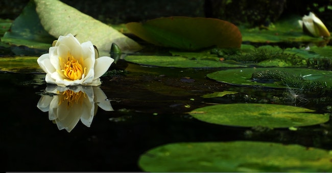 Pond Accessories