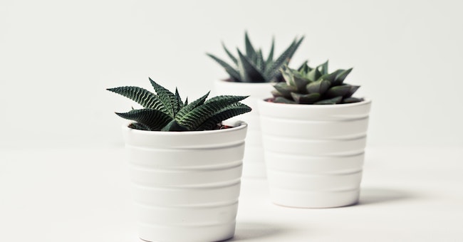 The Importance of Plant Decorations