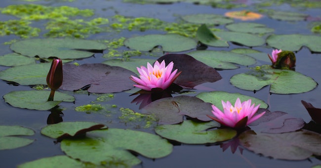 Natural Elements In Pond Decoration