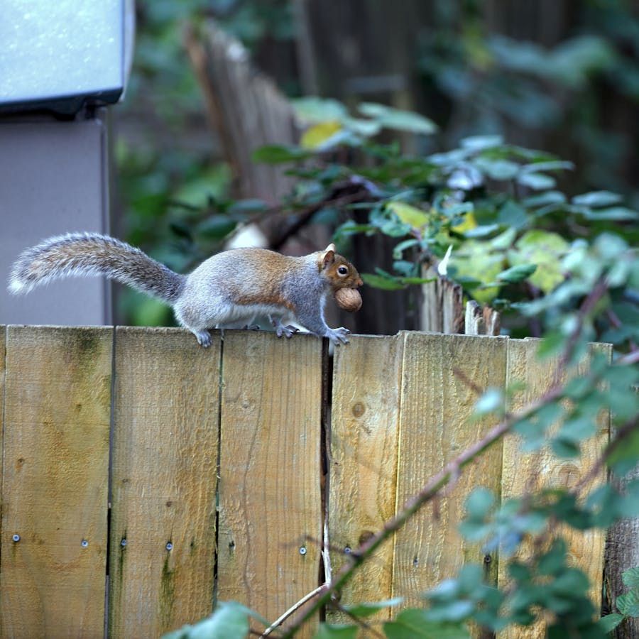 Squirrel on a wooden fence